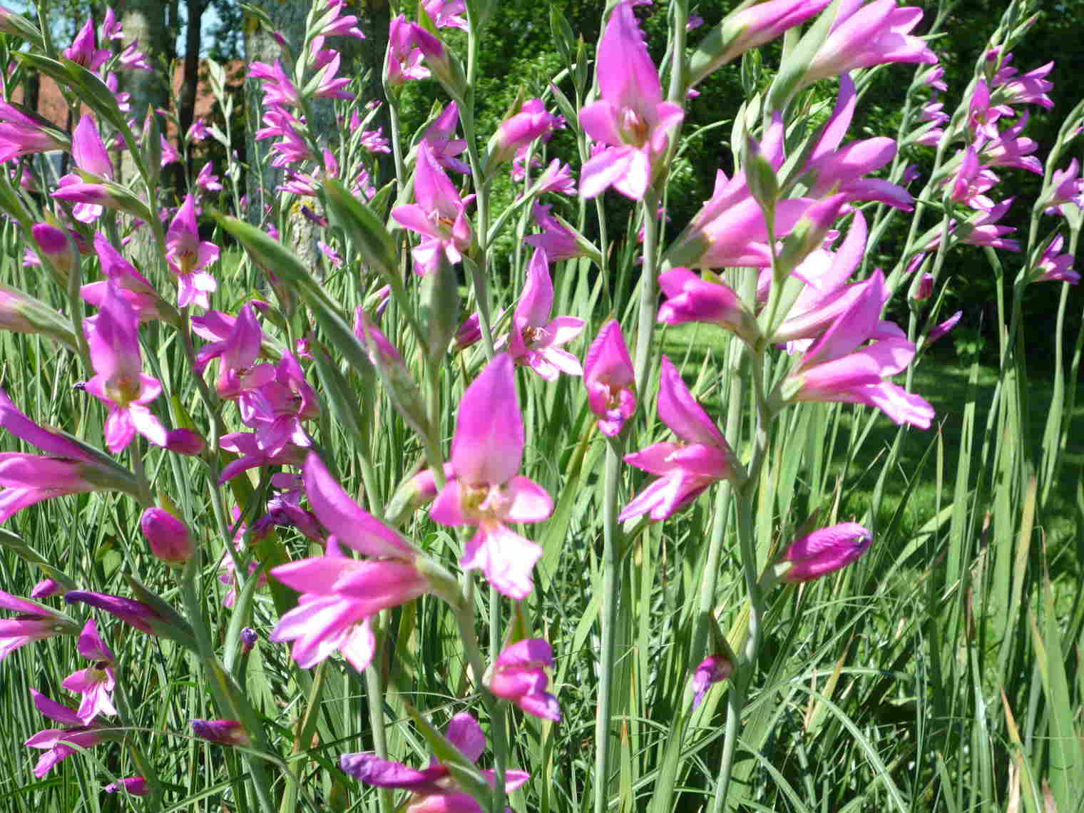 gladiolus